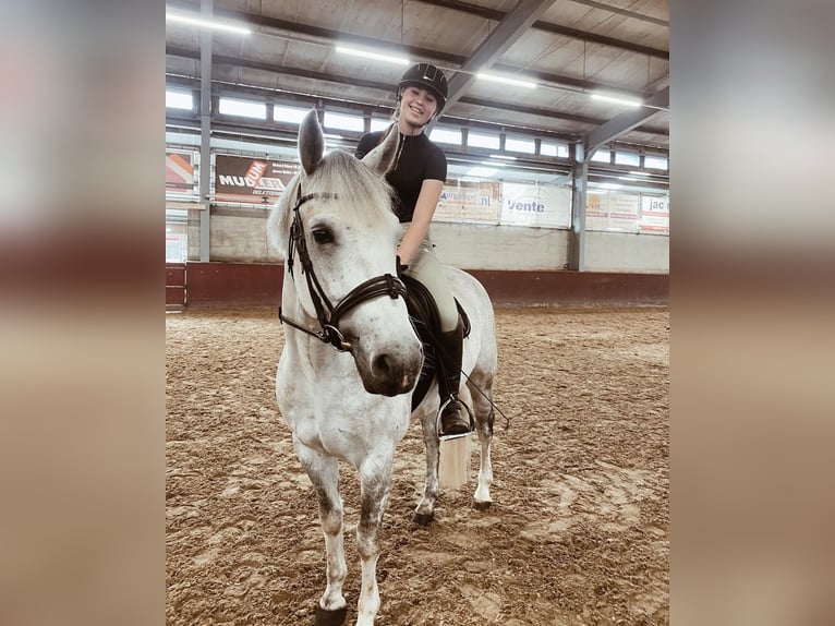 Connemara Gelding 6 years 14,2 hh Gray in Oudkarspel