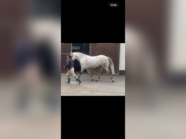 Connemara Gelding 6 years 14.2 hh Grey-Dapple in Kildare