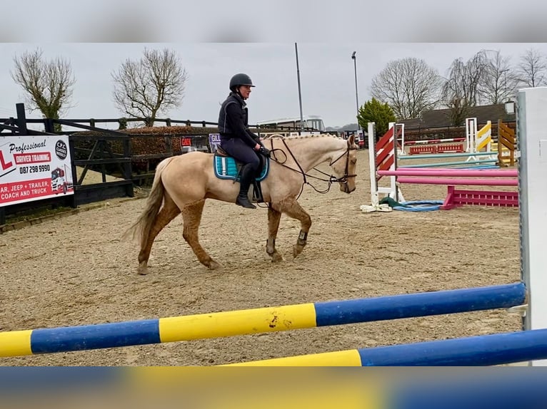 Connemara Gelding 6 years 14,2 hh Palomino in Sligo