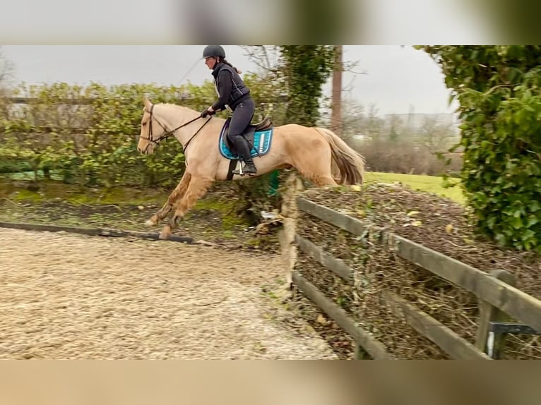 Connemara Gelding 6 years 14,2 hh Palomino in Sligo