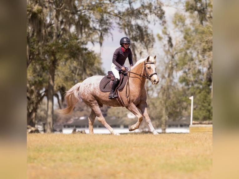 Connemara Mix Gelding 6 years 14.3 hh Palomino in Ocala