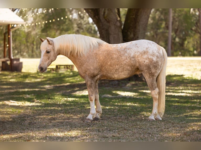 Connemara Mix Gelding 6 years 14.3 hh Palomino in Ocala