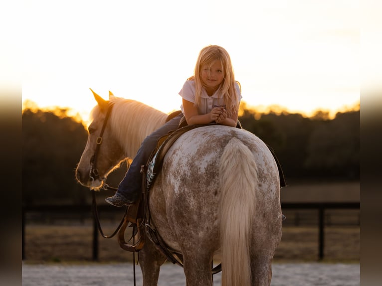 Connemara Mix Gelding 6 years 14.3 hh Palomino in Ocala