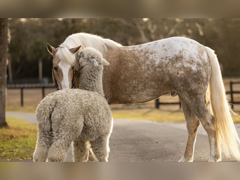 Connemara Mix Gelding 6 years 14.3 hh Palomino in Ocala