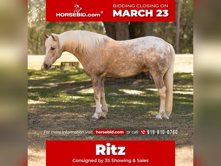 Connemara Mix Gelding 6 years 14.3 hh Palomino in Ocala