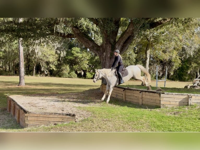 Connemara Mix Gelding 6 years 14.3 hh Palomino in Ocala