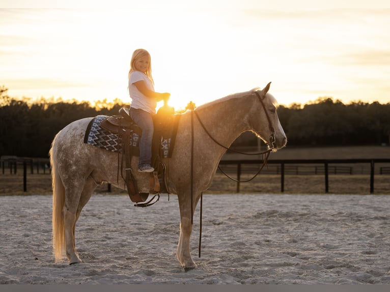Connemara Mix Gelding 6 years 14.3 hh Palomino in Ocala