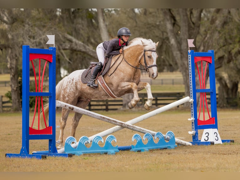 Connemara Mix Gelding 6 years 14.3 hh Palomino in Ocala