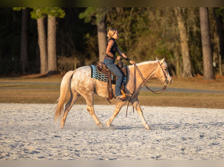 Connemara Mix Gelding 6 years 14.3 hh Palomino in Ocala