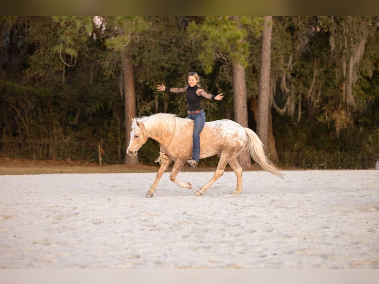 Connemara Mix Gelding 6 years 14.3 hh Palomino in Ocala