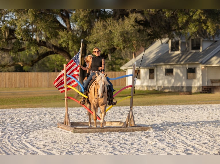 Connemara Mix Gelding 6 years 14.3 hh Palomino in Ocala