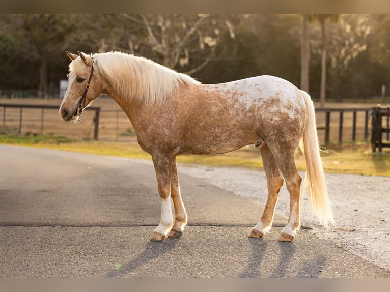 Connemara Mix Gelding 6 years 14.3 hh Palomino in Ocala
