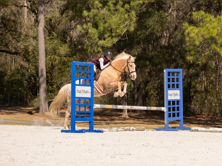 Connemara Mix Gelding 6 years 14.3 hh Palomino in Ocala