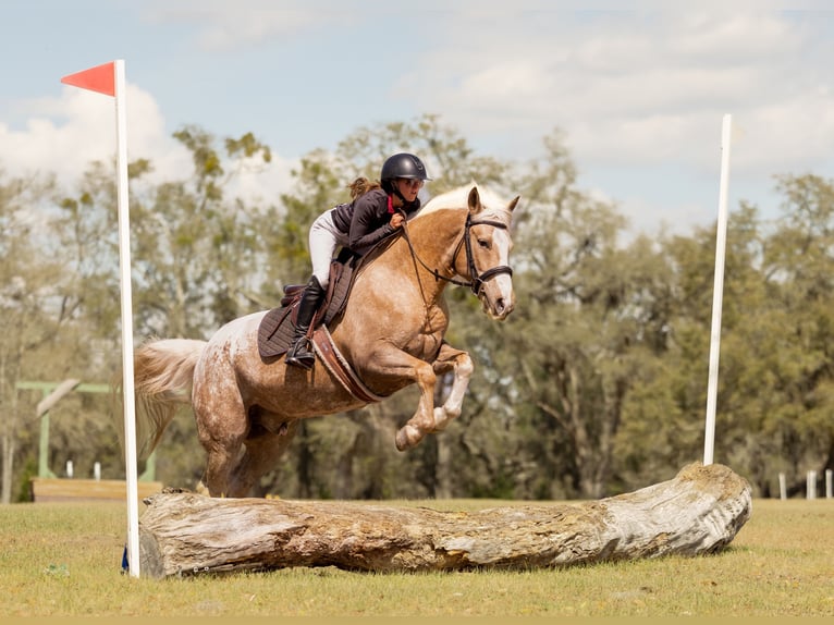 Connemara Mix Gelding 6 years 14.3 hh Palomino in Ocala