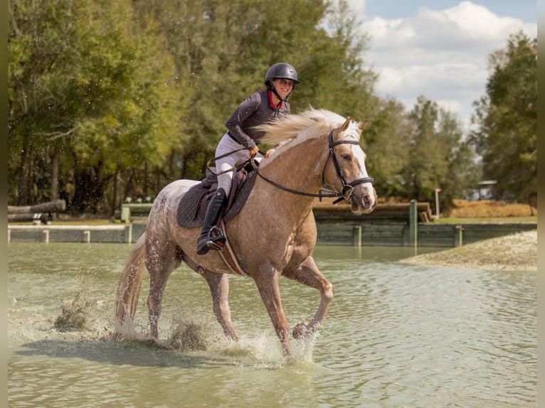 Connemara Mix Gelding 6 years 14.3 hh Palomino in Ocala