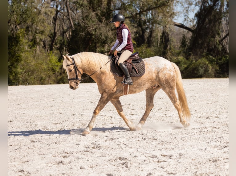 Connemara Mix Gelding 6 years 14.3 hh Palomino in Ocala
