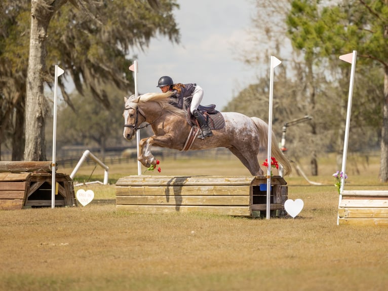 Connemara Mix Gelding 6 years 14.3 hh Palomino in Ocala