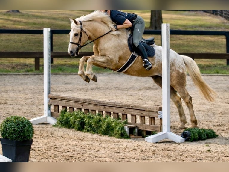 Connemara Mix Gelding 6 years 14.3 hh Palomino in Ocala