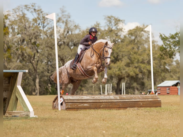 Connemara Mix Gelding 6 years 14.3 hh Palomino in Ocala