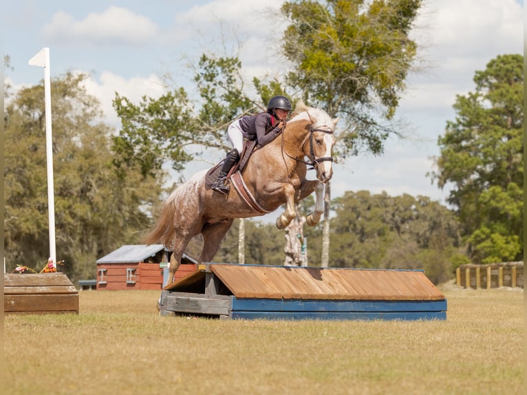 Connemara Mix Gelding 6 years 14.3 hh Palomino in Ocala