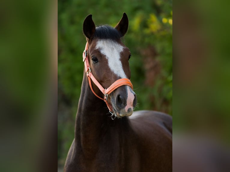 Connemara Gelding 6 years 14 hh Brown in Karlstadt