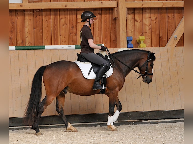 Connemara Gelding 6 years 14 hh Brown in Karlstadt