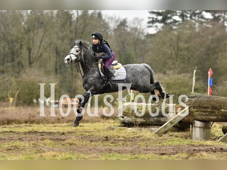 Connemara Gelding 6 years 14 hh Grey-Dapple in Ouderkerk, Amsterdam
