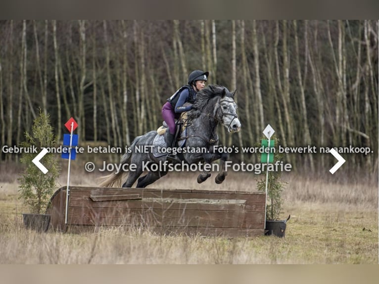Connemara Gelding 6 years 14 hh Grey-Dapple in Ouderkerk, Amsterdam