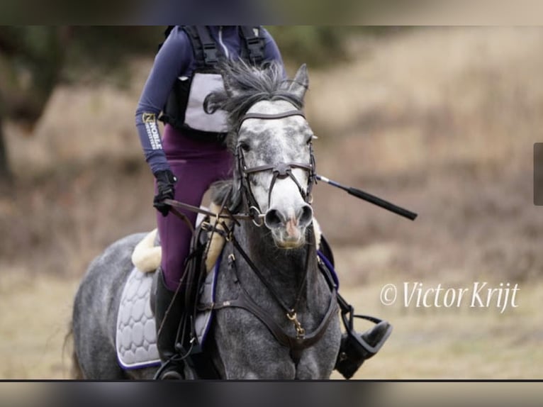 Connemara Gelding 6 years 14 hh Grey-Dapple in Ouderkerk, Amsterdam