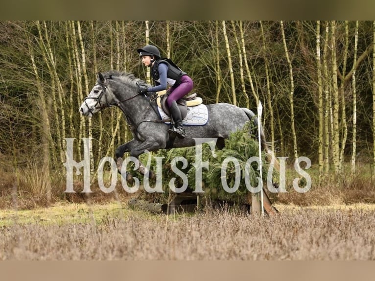 Connemara Gelding 6 years 14 hh Grey-Dapple in Ouderkerk, Amsterdam