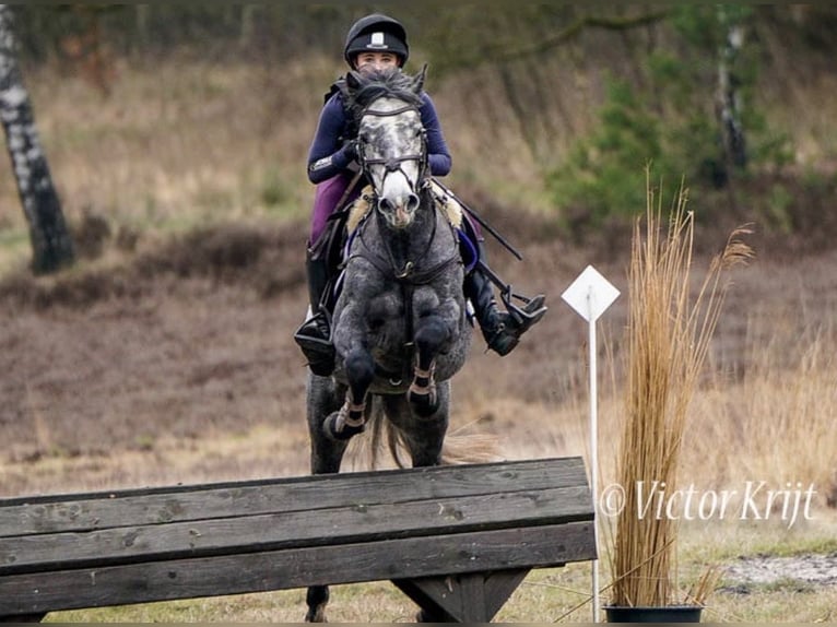 Connemara Gelding 6 years 14 hh Grey-Dapple in Ouderkerk, Amsterdam