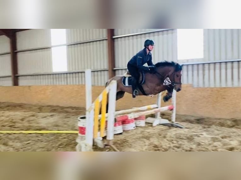 Connemara Gelding 6 years 14 hh Roan-Red in Sligo