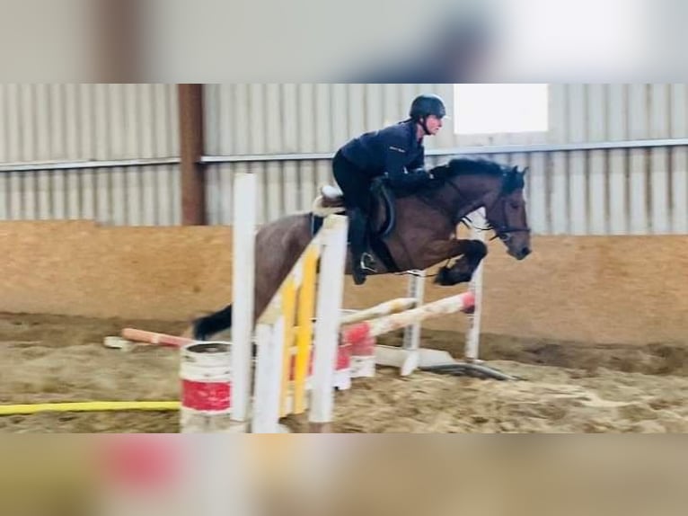 Connemara Gelding 6 years 14 hh Roan-Red in Sligo