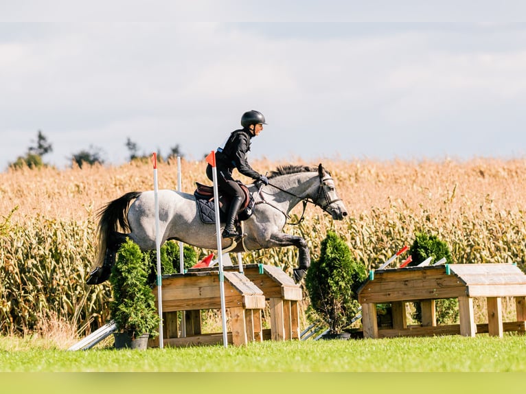 Connemara Gelding 6 years 14,1 hh Grey in Šumperk