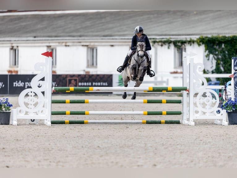 Connemara Gelding 6 years 14,1 hh Grey in Šumperk