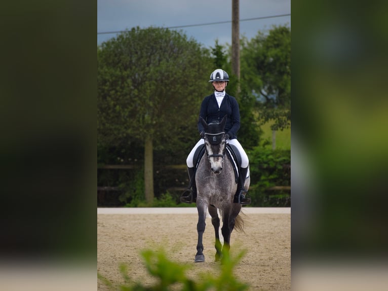 Connemara Gelding 6 years 14,1 hh Grey in Šumperk