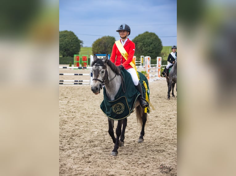 Connemara Gelding 6 years 14,1 hh Grey in Šumperk