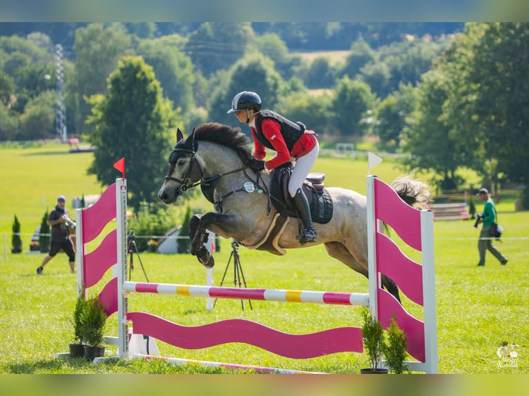 Connemara Gelding 6 years 14,1 hh Grey in Šumperk