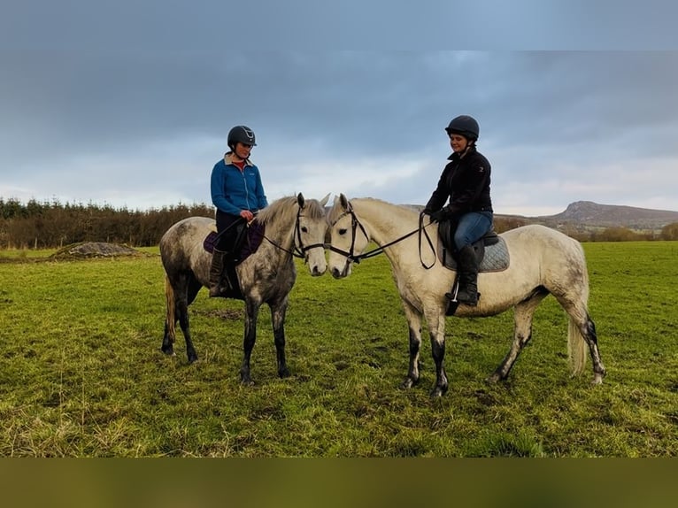 Connemara Gelding 6 years 14,1 hh Grey in Sligo