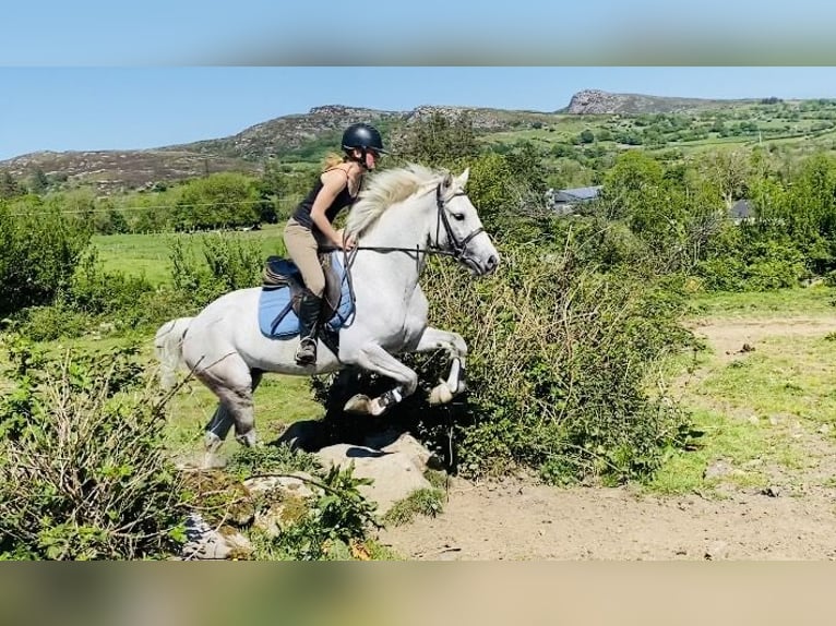 Connemara Gelding 6 years 14,2 hh Gray in Sligo