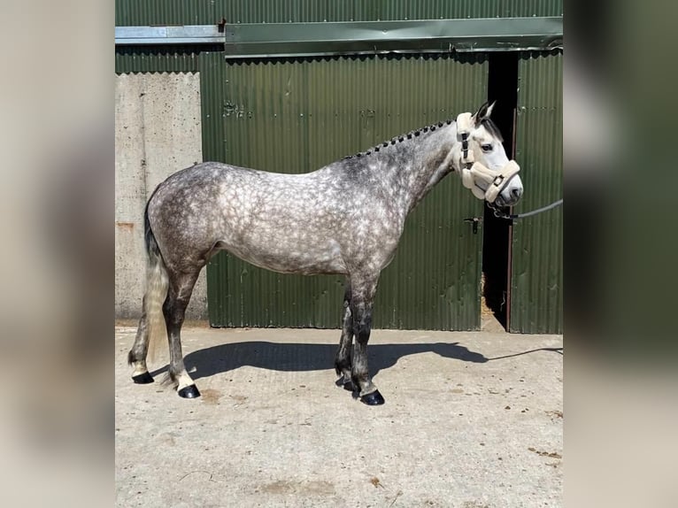 Connemara Gelding 6 years 14,2 hh Gray in Sligo