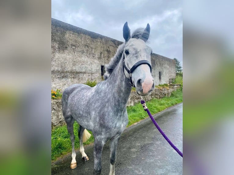Connemara Gelding 6 years 14,2 hh Gray in Sligo