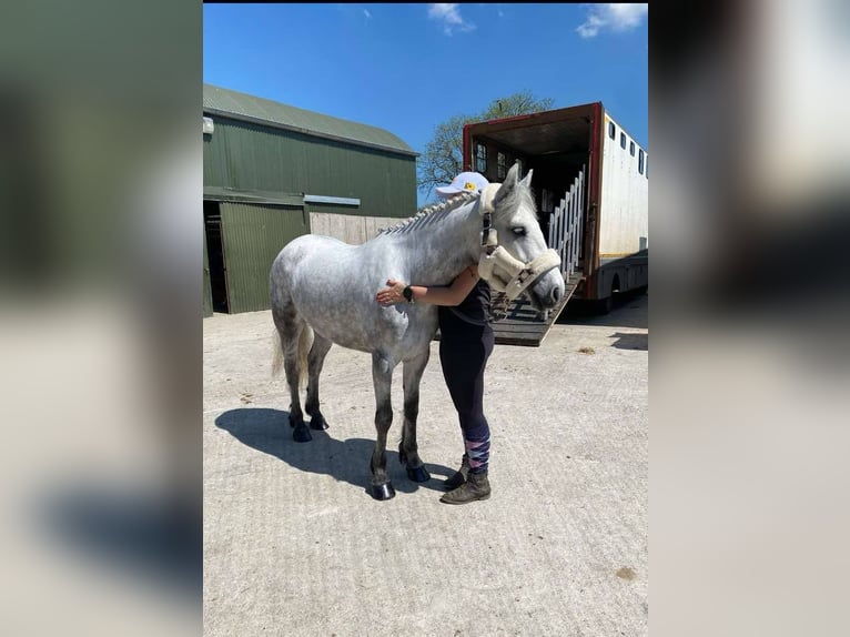 Connemara Gelding 6 years 14,2 hh Gray in Sligo