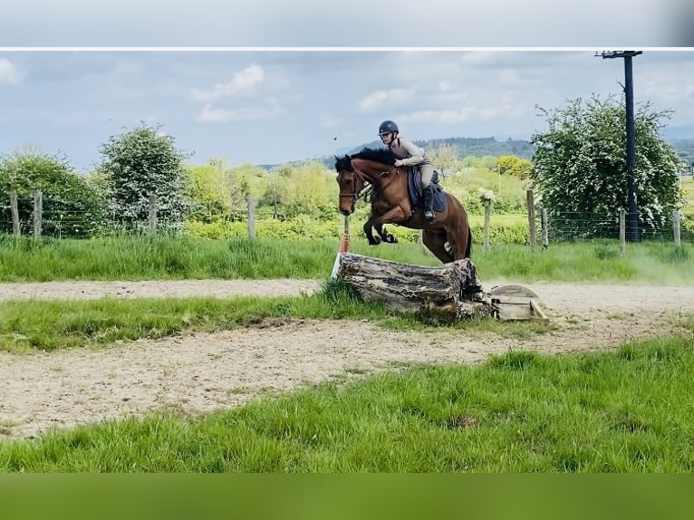 Connemara Gelding 6 years 14,2 hh Gray in Sligo