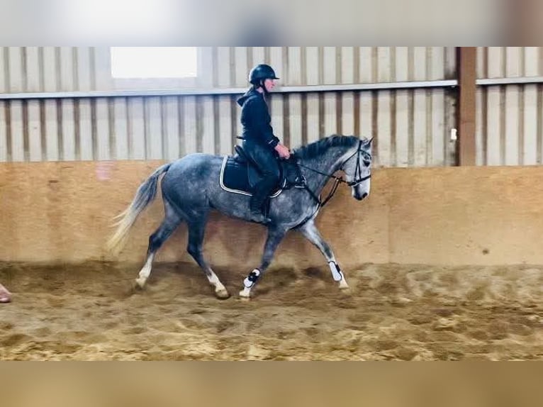 Connemara Gelding 6 years 14,2 hh Gray in Sligo