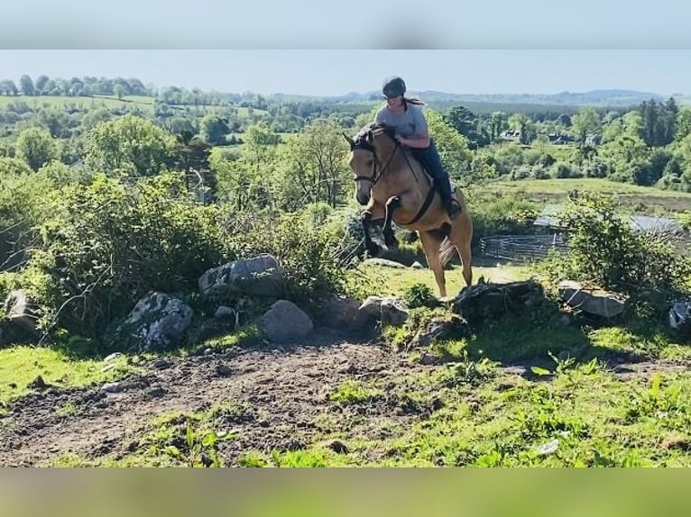 Connemara Gelding 6 years 14,2 hh Gray in Sligo