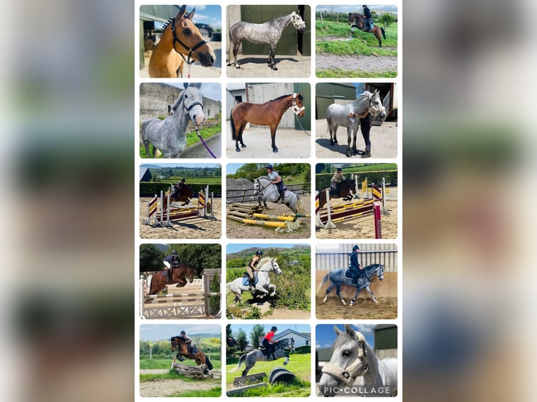 Connemara Gelding 6 years 14,2 hh Gray in Sligo