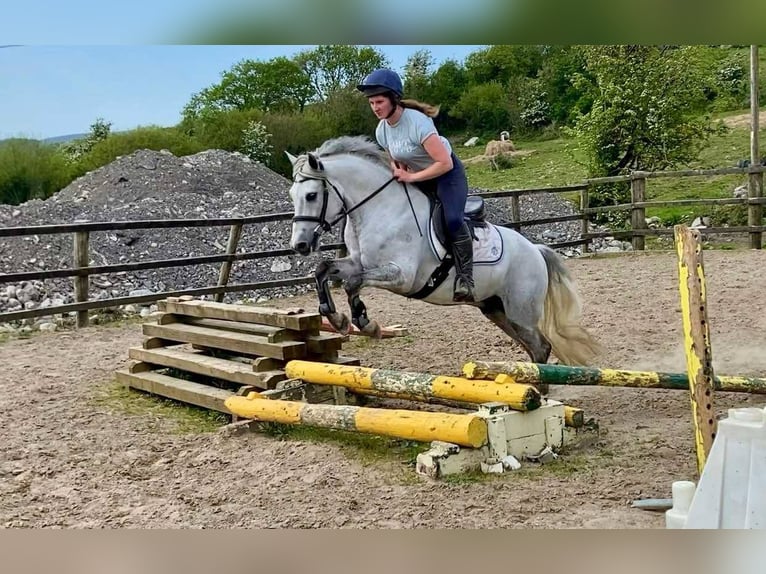 Connemara Gelding 6 years 14,2 hh Gray in Sligo