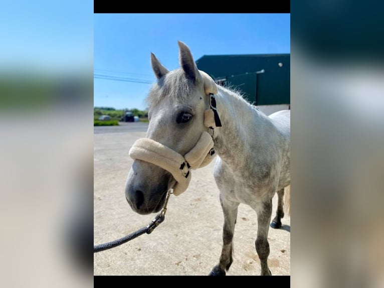 Connemara Gelding 6 years 14,2 hh Gray in Sligo