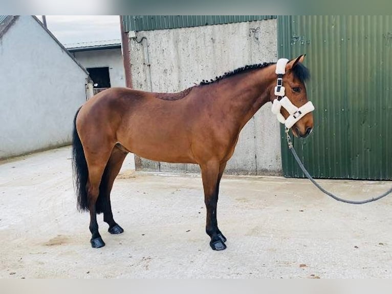 Connemara Gelding 6 years 14,2 hh Gray in Sligo